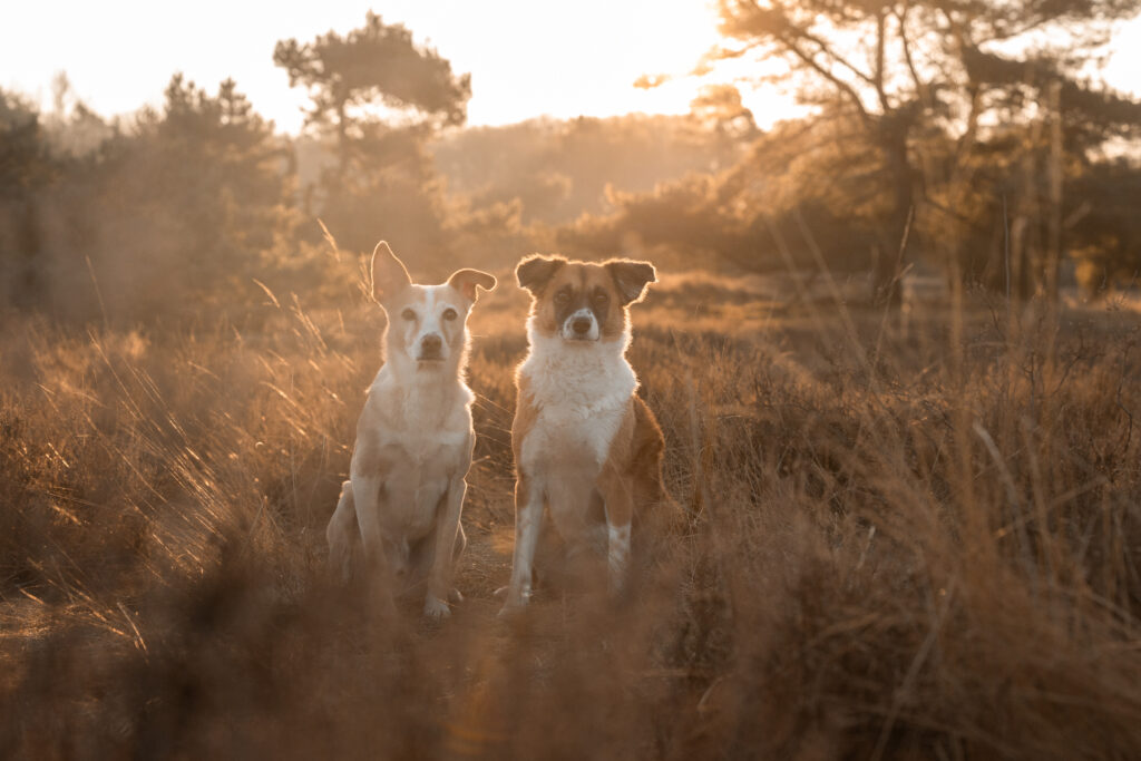 Fotoshooting mit Hund im Sonnenuntergang in der Heide