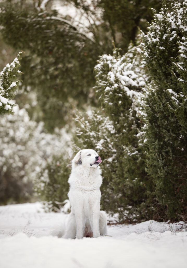 Weißer Hund im Wald im Schnee