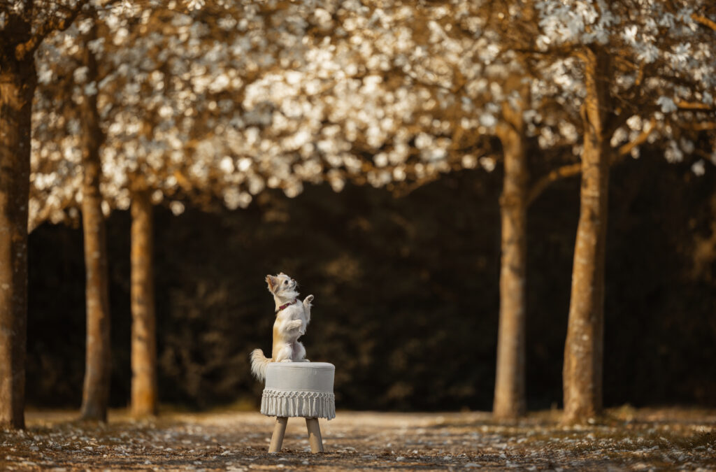 Kleiner Hund in einer Allee aus Sternmagnolien