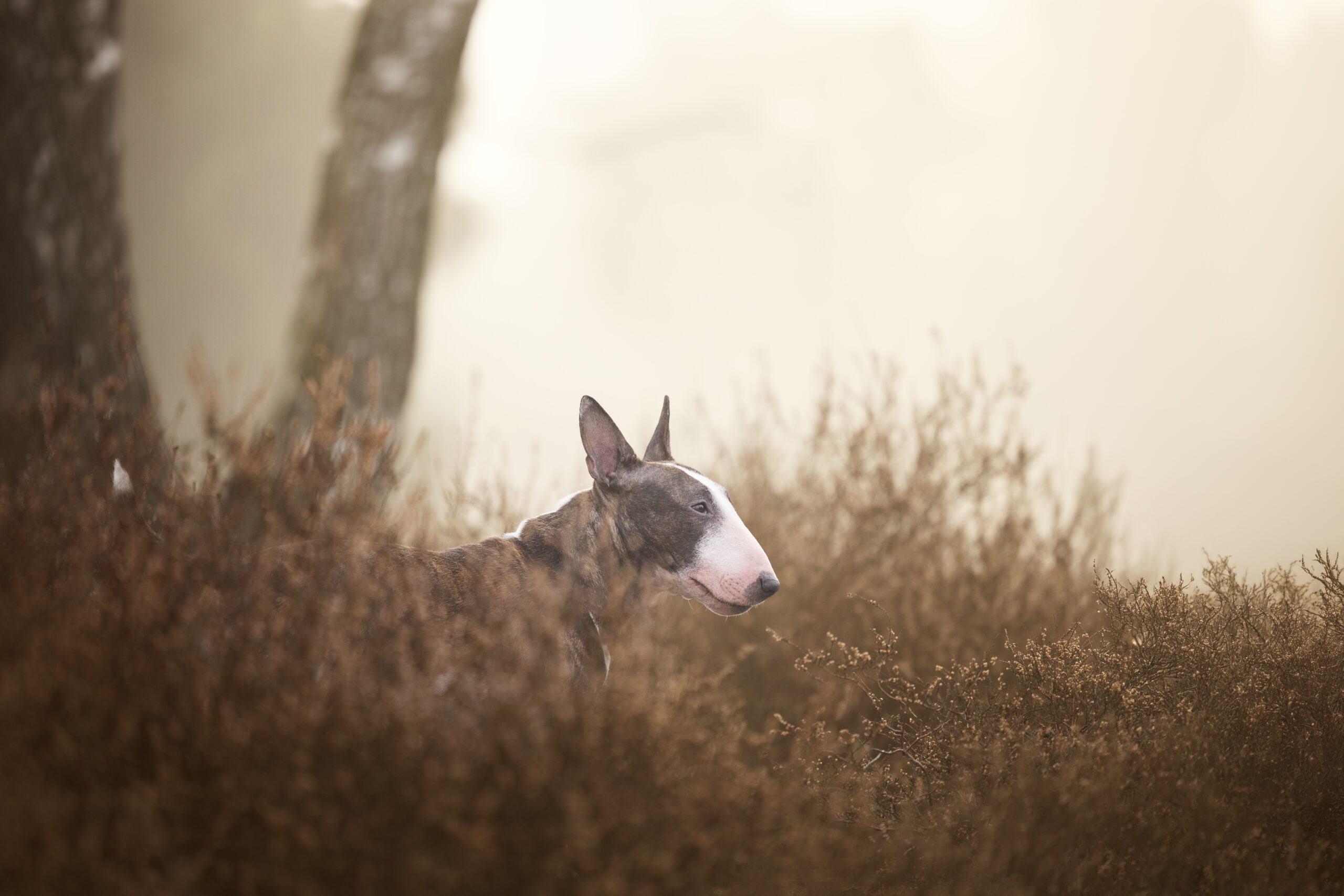 Lou in der Heide American Bullterrier in der Heide