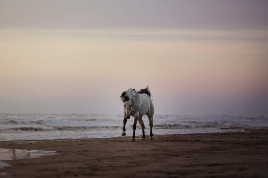 Pferd galoppiert am Strand im Sonnenuntergang