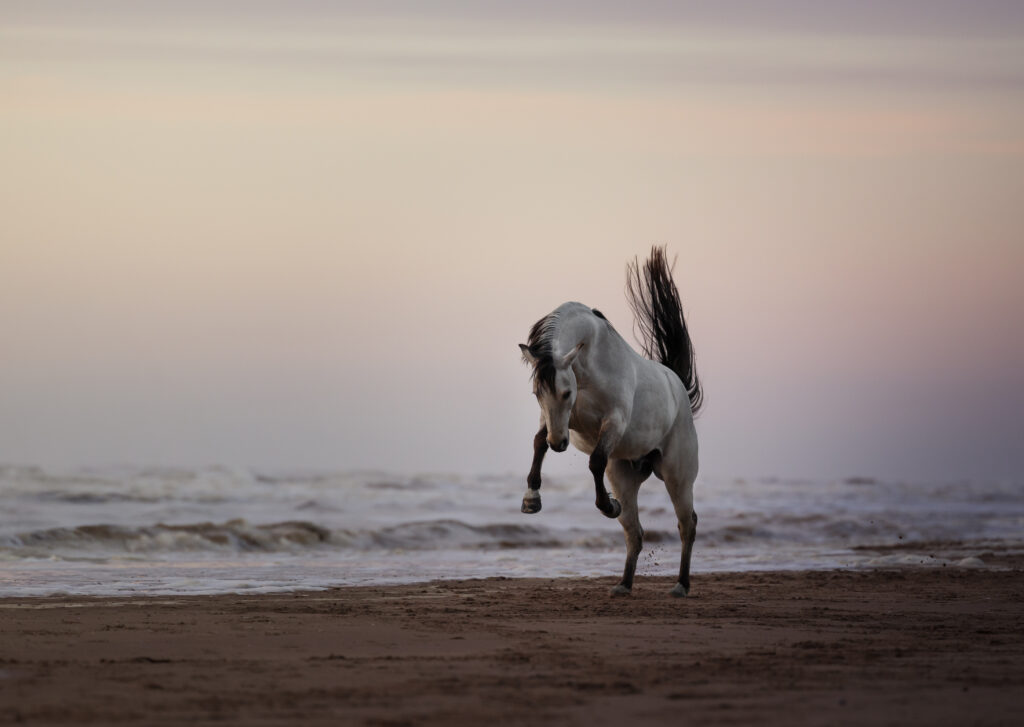 Pferd buckelt am Meer im Sonnenuntergang
