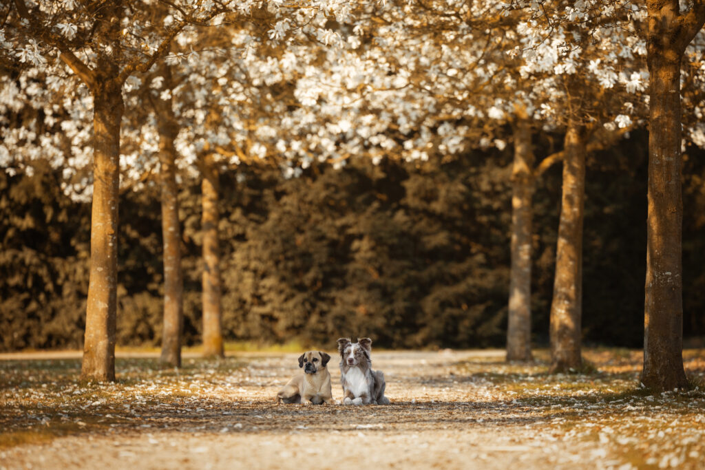 Hunde in einer Allee aus Sternmagnolien
