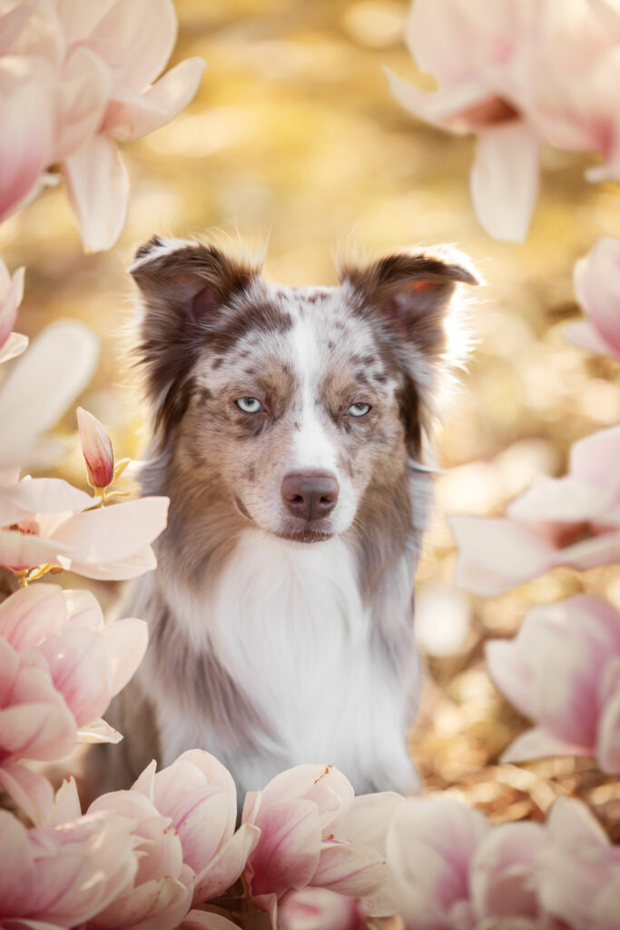 Australian Shepherd in den Magnolien