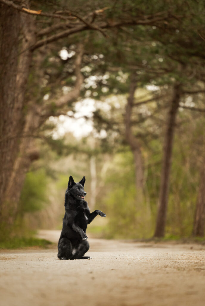 Schwarzer Hund im Wald