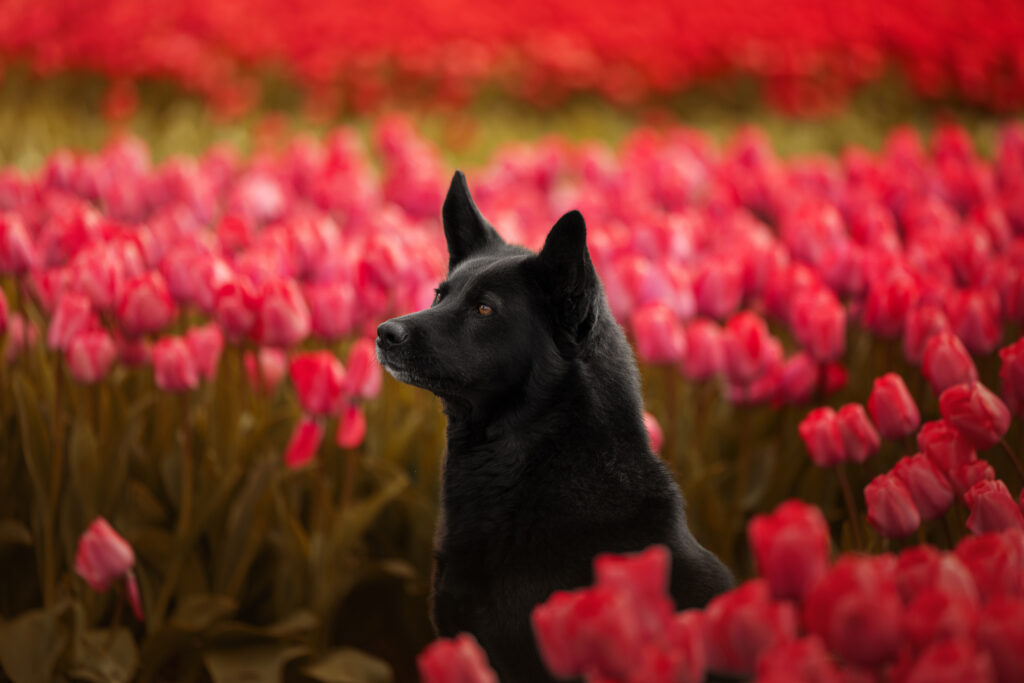 Schwarzer Hund in pinken Tulpen
