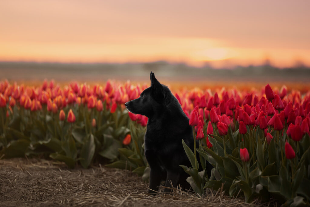 Schwarzer Hund im Sonnenaufgang