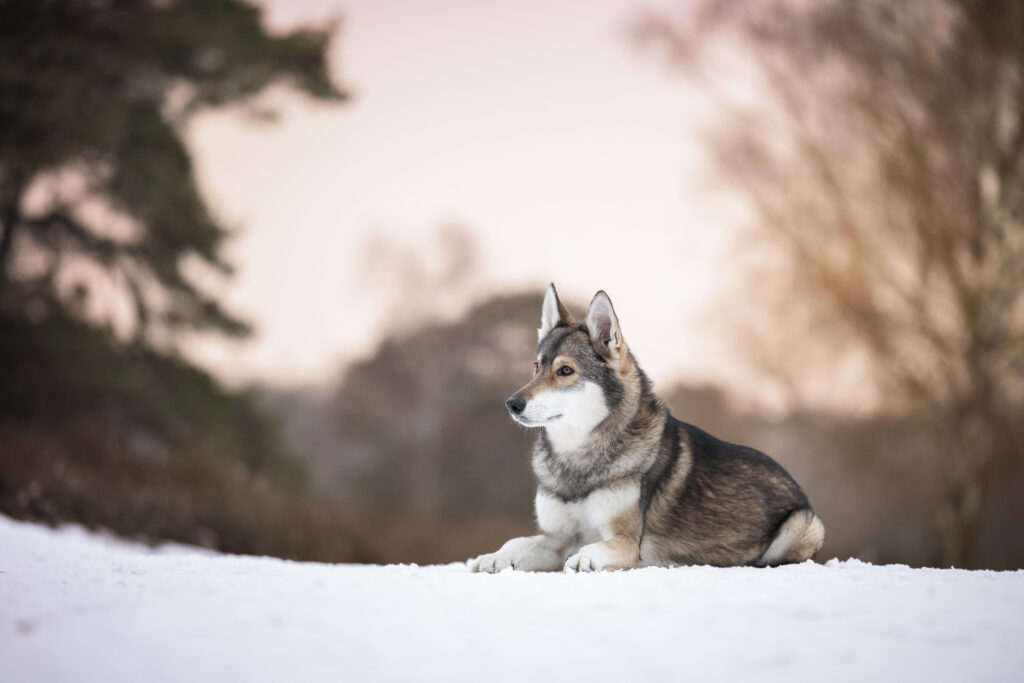 Wolfshund liegt im Schnee in der Heide im Sonnenuntergang