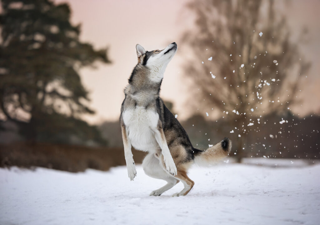 Wolfshund spielt im Schnee in der Heide im Sonnenuntergang