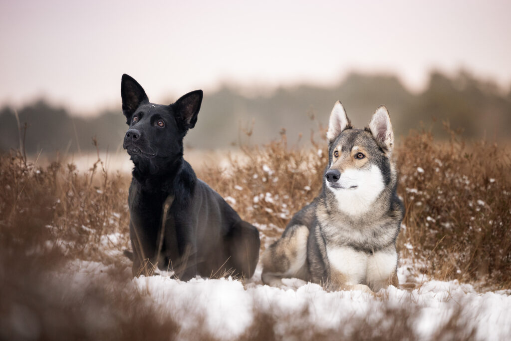 Hunde im Schnee in der Heide