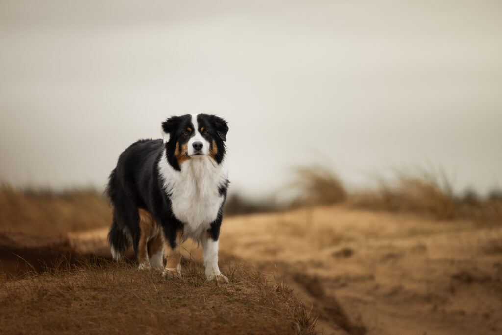 Hütehund in den Dünen in Holland