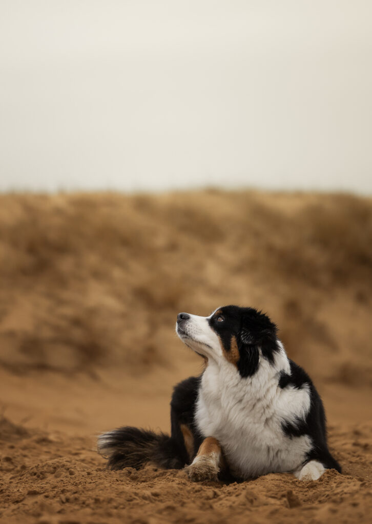 Hund liegt im Sand