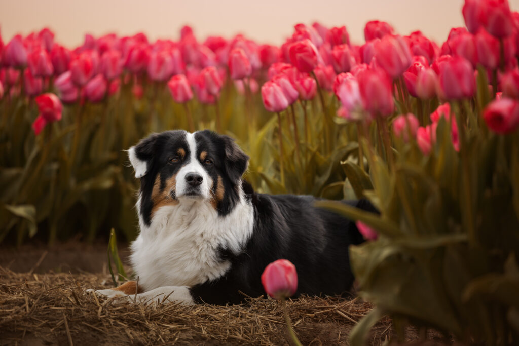 Schwarzer Hund liegt im Tulpenfeld