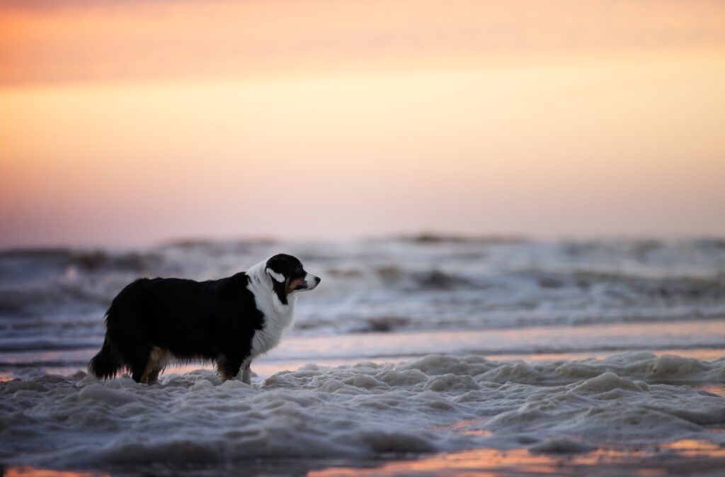 Hund im Sonnenuntergang am Meer