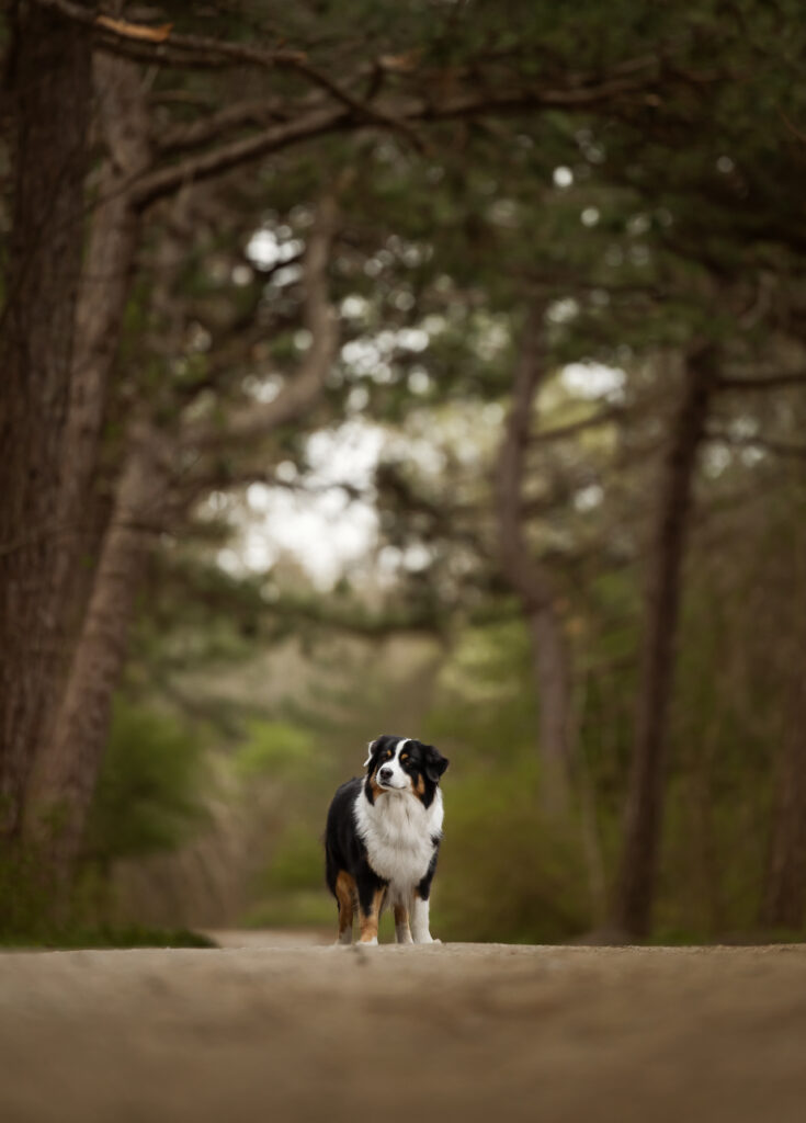 Fotoshooting mit Hund im Wald